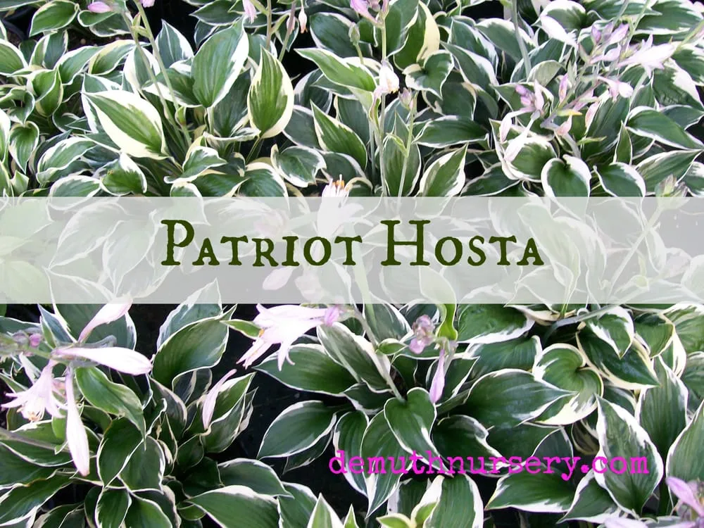 Expert landscaping services experts serving Defiance, OH - DeMuth Nursery