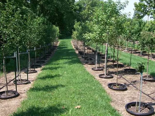 Expert garden landscaping in Defiance, OH by DeMuth Nursery