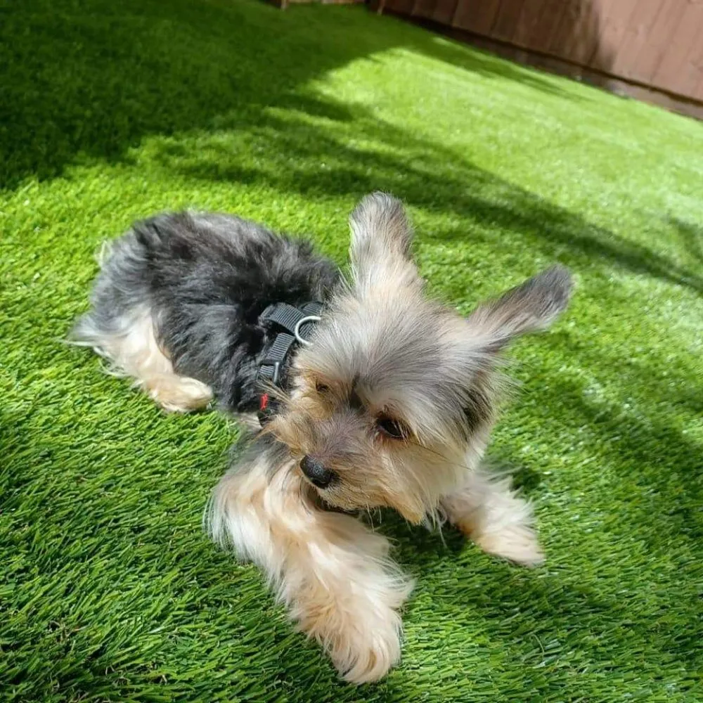 Trusted lawn mowing service for year-round maintenance across West Palm Beach, FL - Den & Will Synthetic Turf