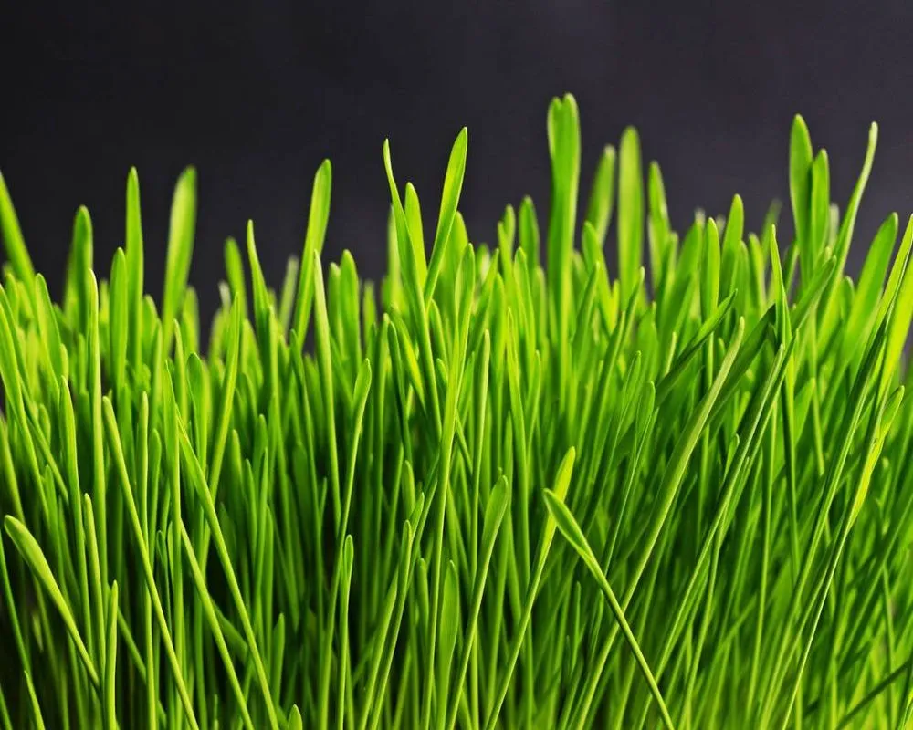 Custom yard cleanup service for residential properties across West Palm Beach, FL - Den & Will Synthetic Turf