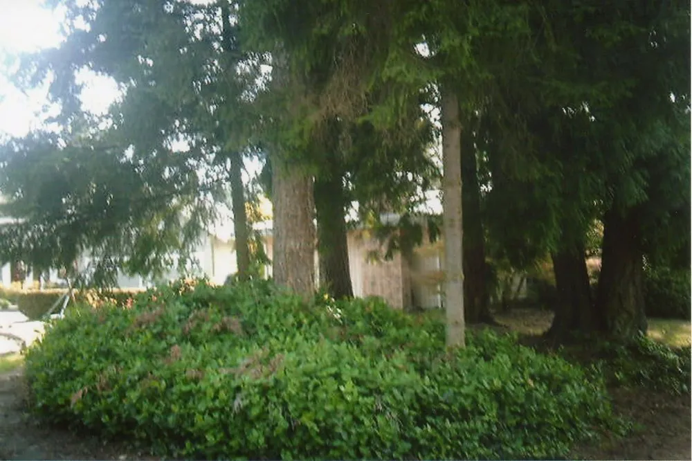 Local landscape installation in Seattle, WA by Denali Landscaping Services