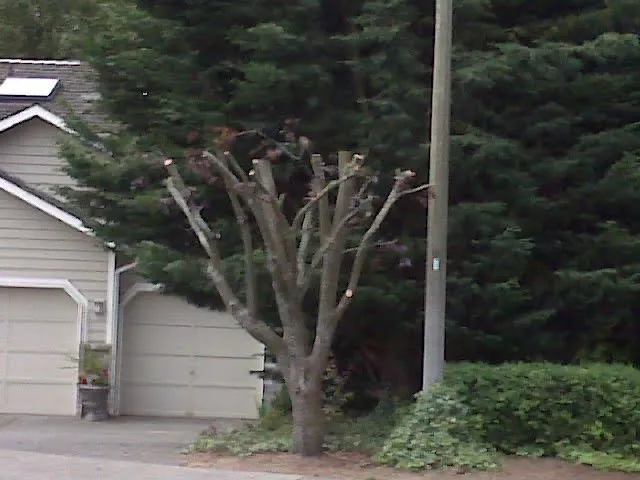 Affordable landscaping services in Seattle, WA by Denali Landscaping Services