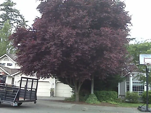 Affordable garden landscaping in Seattle, WA - Denali Landscaping Services