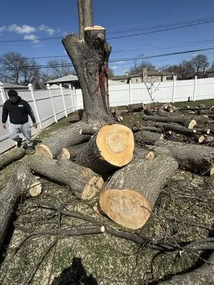 Dendy’s Landscaping And Tree Removal Logo