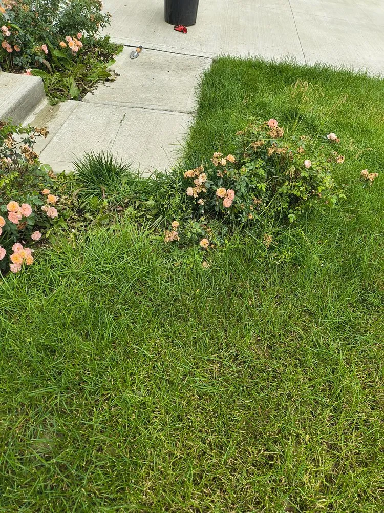 Local landscape design for beautiful yards across Columbus, OH - Deneil's Lawn Service