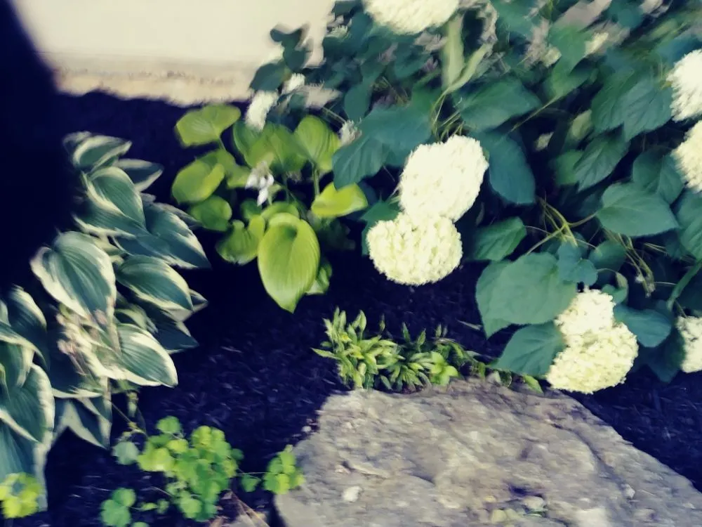 Reliable outdoor landscaping experts serving Columbus, OH - Deneil's Lawn Service