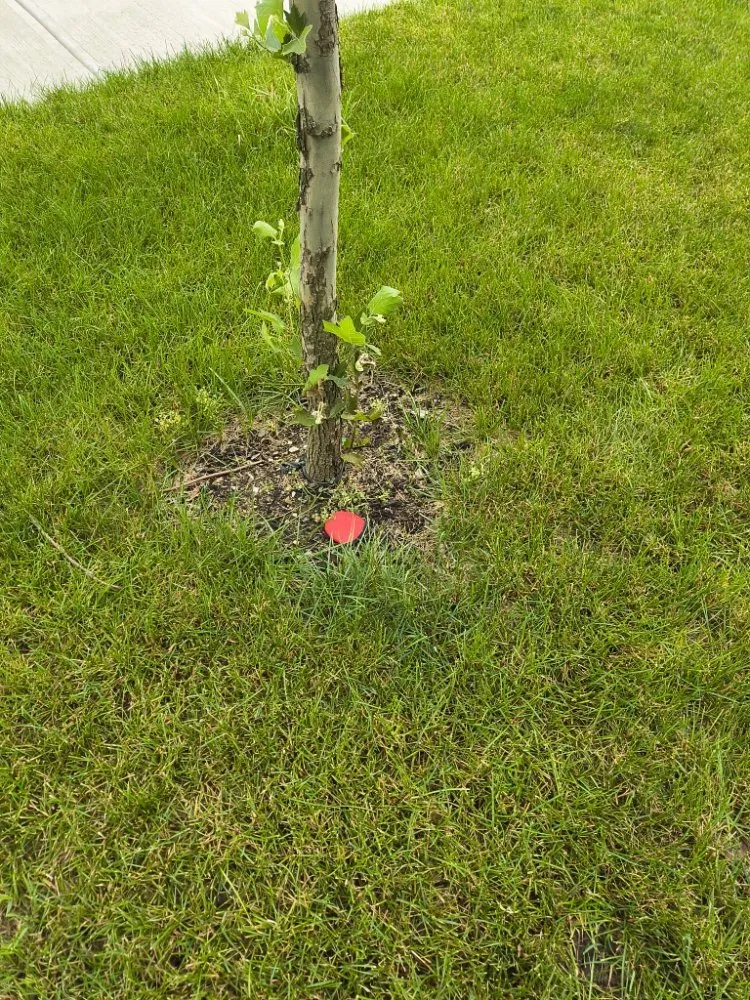 Trusted residential landscaping for year-round maintenance across Columbus, OH - Deneil's Lawn Service