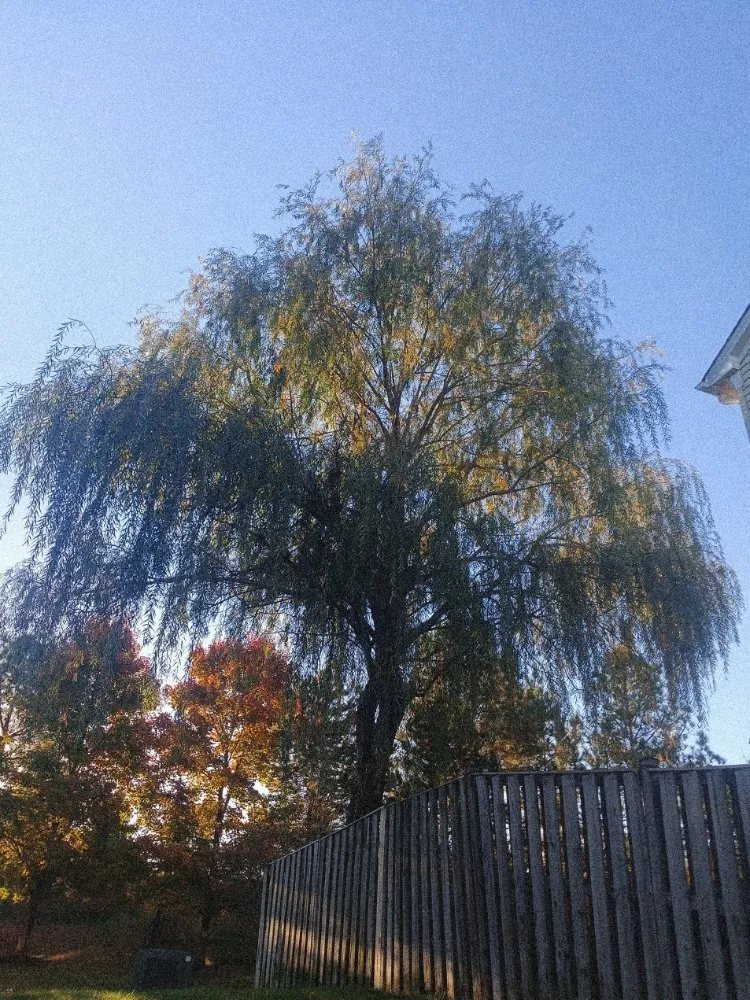 Professional lawn care service for residential properties in Dumfries, VA by Denis Construction and Remodeling