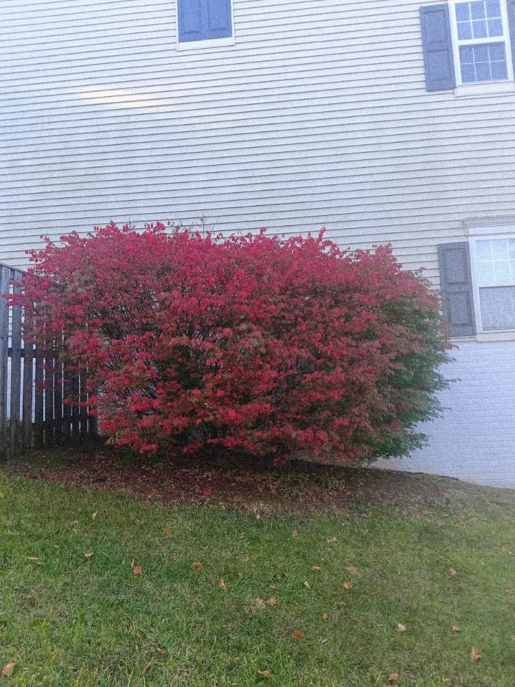 Reliable landscape installation for beautiful yards in Dumfries, VA by Denis Construction and Remodeling