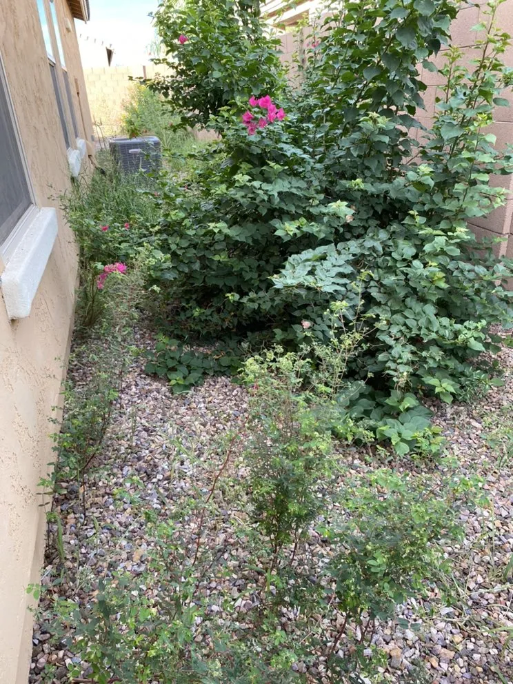 Custom lawn mowing service in Chandler, AZ by Denis Landscaping