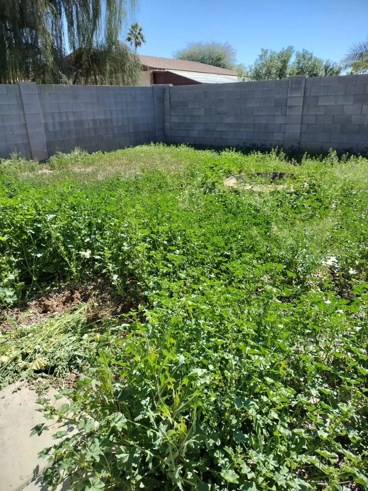 Professional yard maintenance for outdoor upgrades across Chandler, AZ - Denis Landscaping