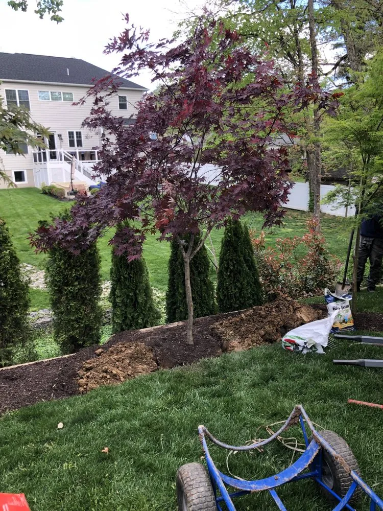 Local yard maintenance for residential properties in Chantilly, VA by Denis Landscaping