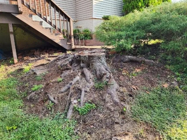 Trusted lawn care service in Chantilly, VA by Denis Landscaping