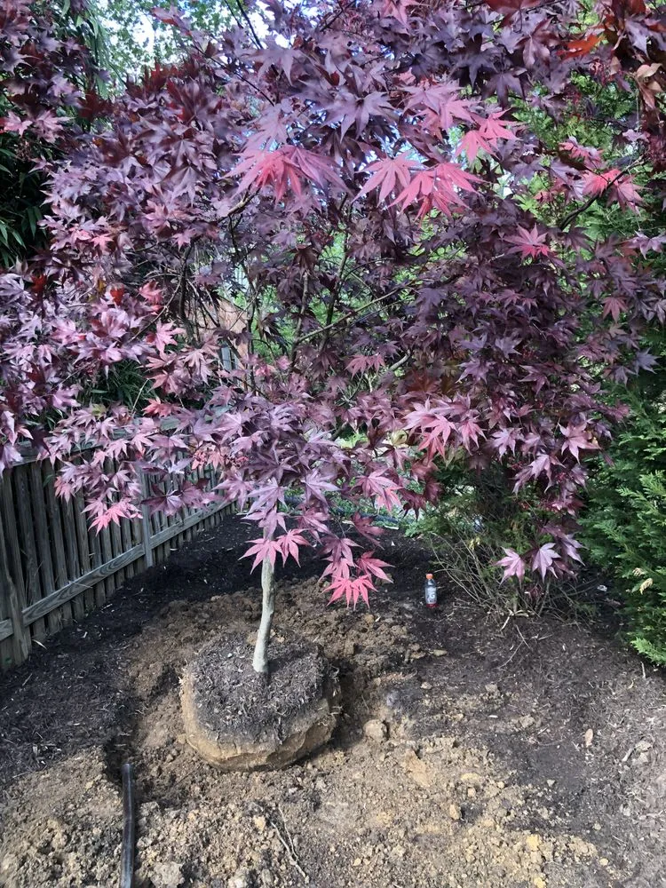 Reliable landscaping services for homes in Chantilly, VA by Denis Landscaping