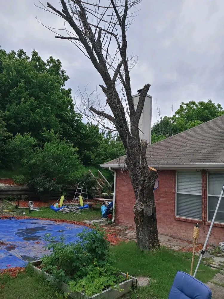 Expert yard maintenance in Denison, TX - Denison Greener Earth Tree Service
