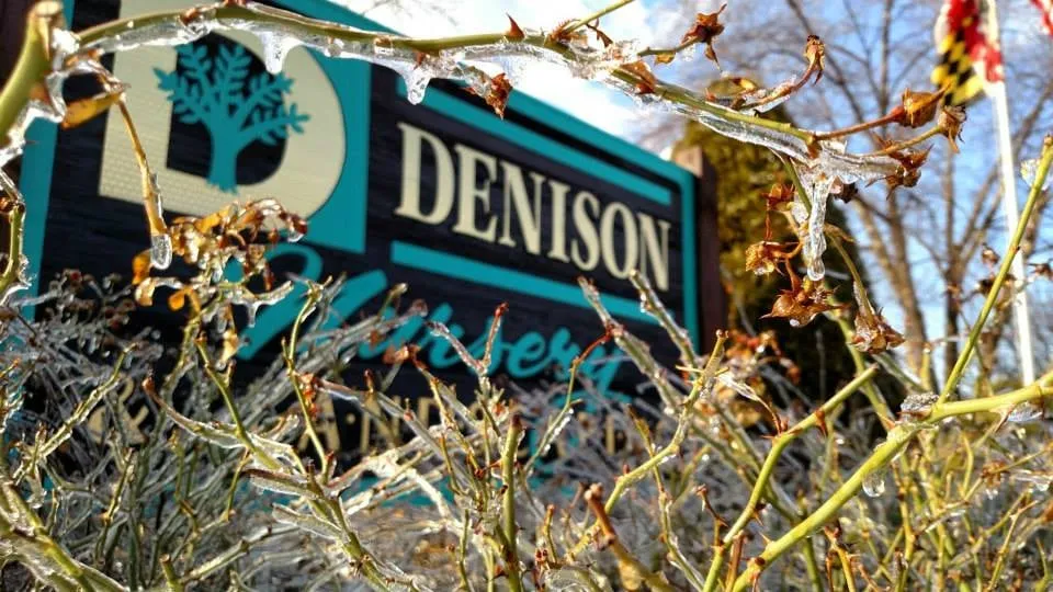 Expert yard maintenance in Fort Washington, MD by Denison Landscaping & Nursery