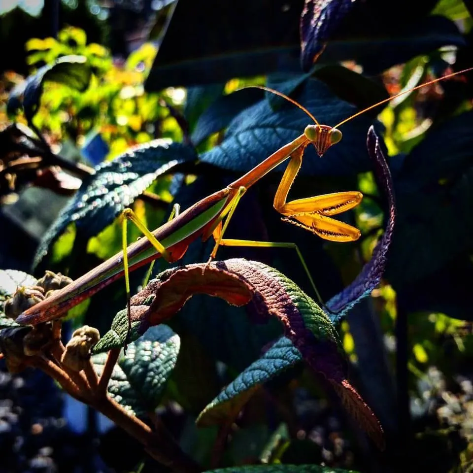 Expert landscape installation in Fort Washington, MD by Denison Landscaping & Nursery