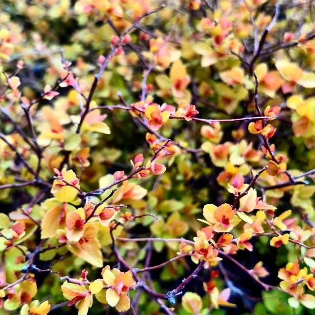 Reliable outdoor landscaping in Fort Washington, MD by Denison Landscaping & Nursery