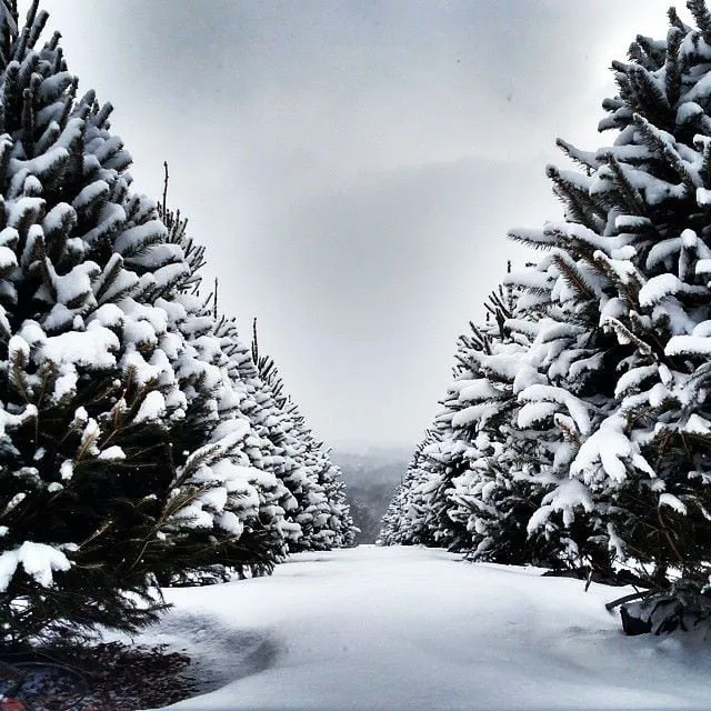 Trusted landscape installation in Fort Washington, MD by Denison Landscaping & Nursery