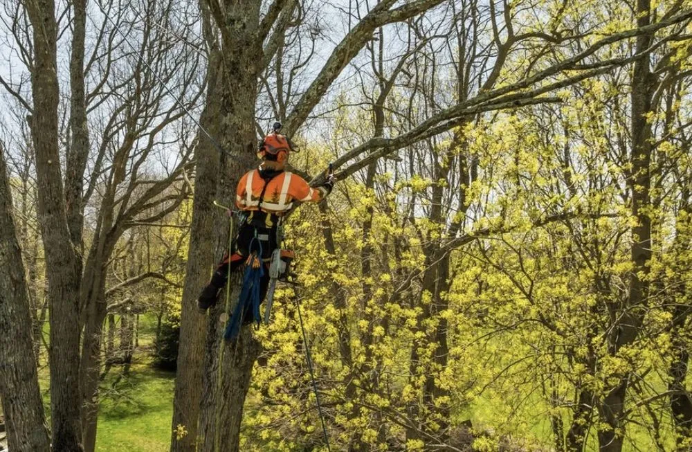 Local garden landscaping in Ledyard, CT by Denison Tree Removal