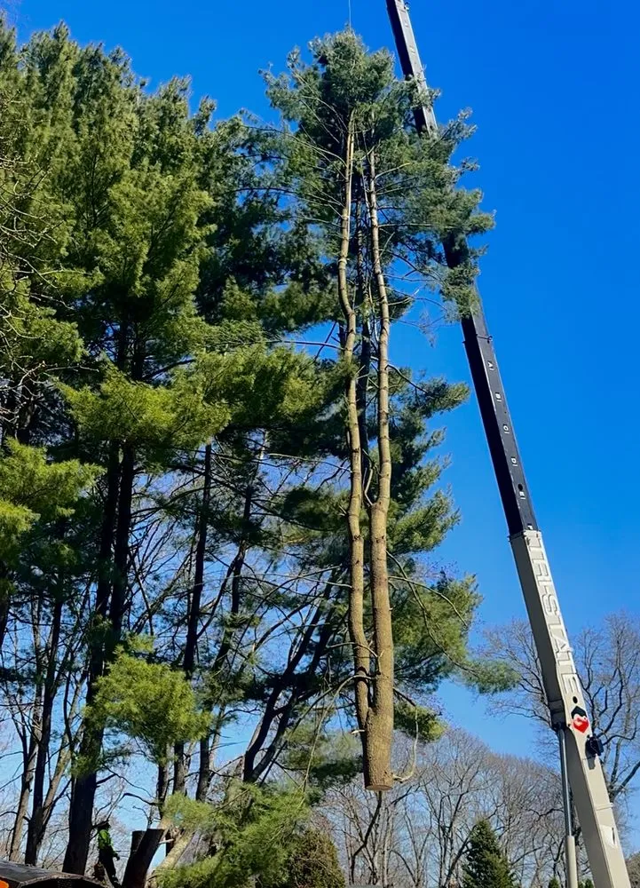 Custom yard cleanup service for year-round maintenance in Ledyard, CT by Denison Tree Removal