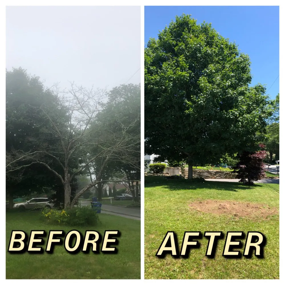 Affordable lawn care service in Ledyard, CT - Denison Tree Removal