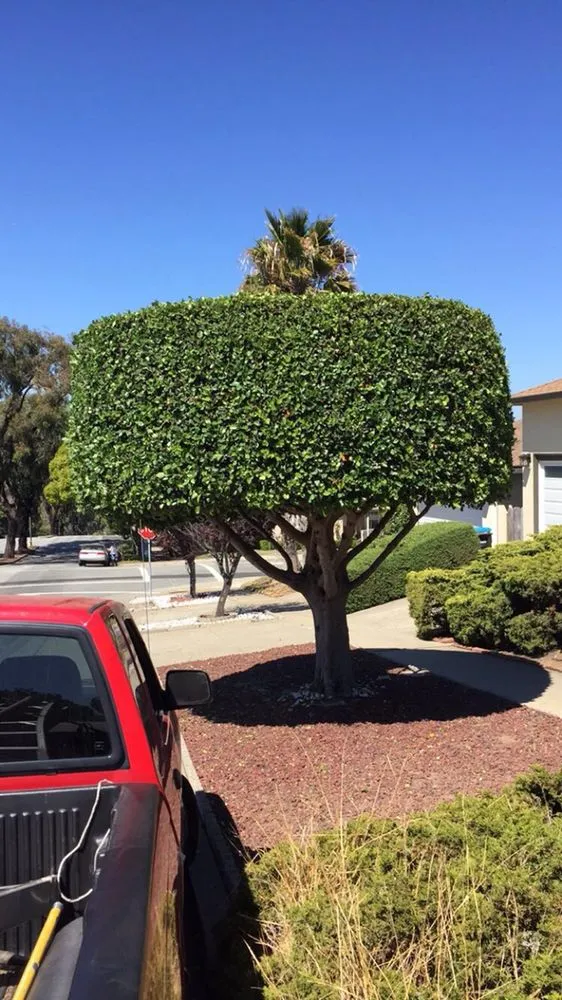 Expert yard maintenance in Modesto, CA by Deniz Landscaping Services