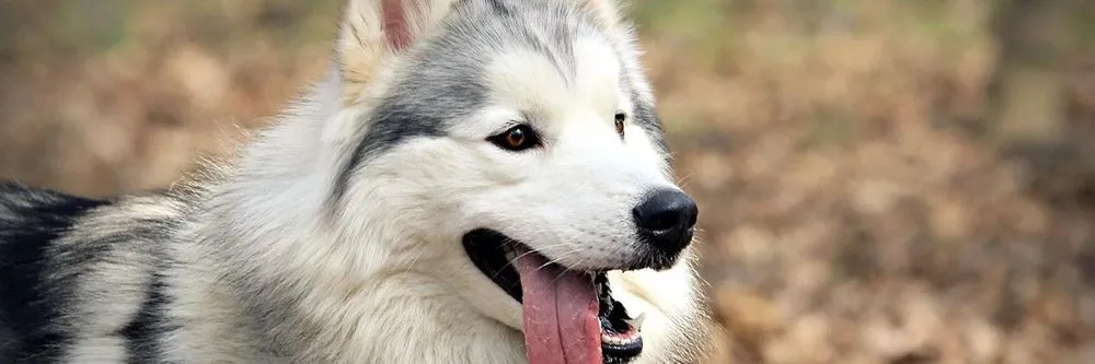 Reliable lawn mowing service for beautiful yards in Fort Worth, TX by Denmark Lawn