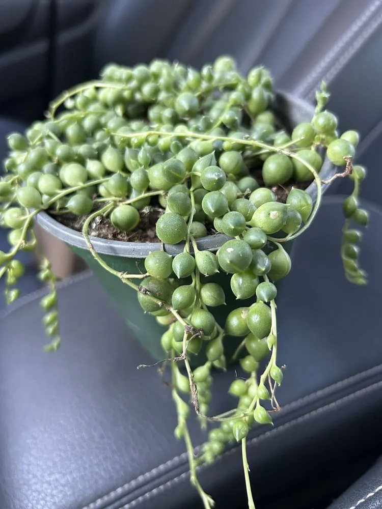 Local landscape installation for beautiful yards in Lake Oswego, OR by Dennis' 7 Dees Garden Center
