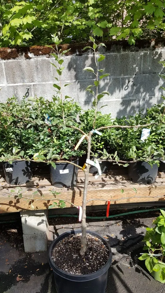 Local yard maintenance for year-round maintenance across Lake Oswego, OR - Dennis' 7 Dees Garden Center