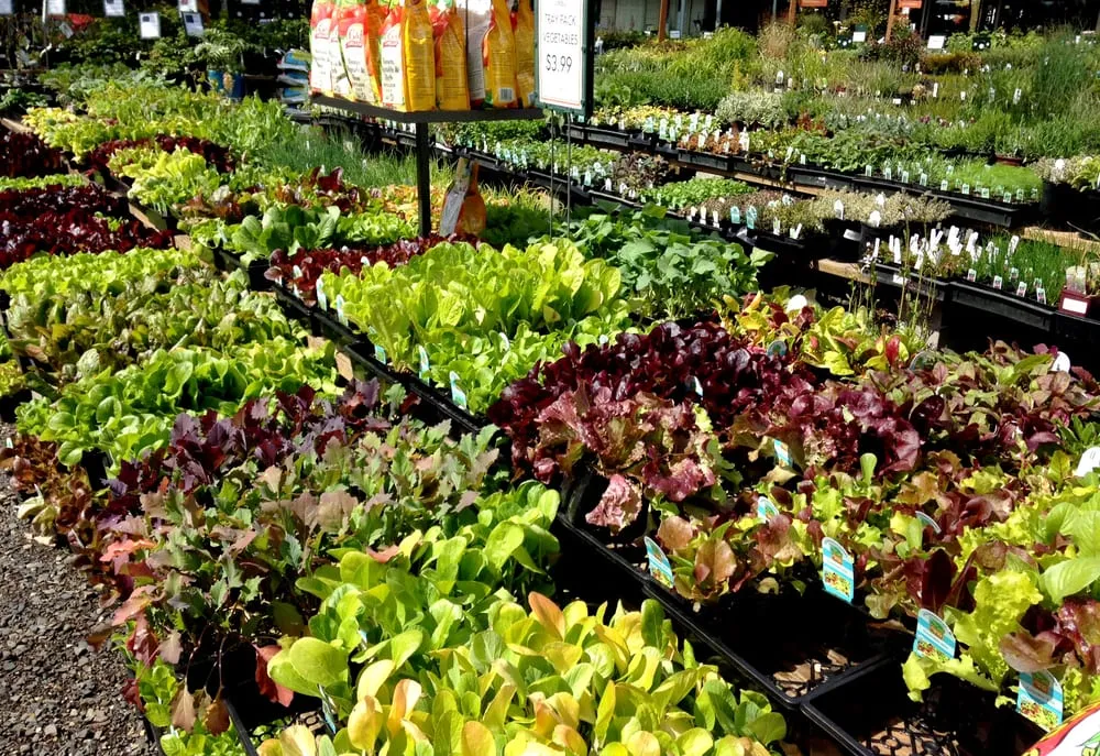 Custom residential landscaping in Lake Oswego, OR by Dennis' 7 Dees Garden Center