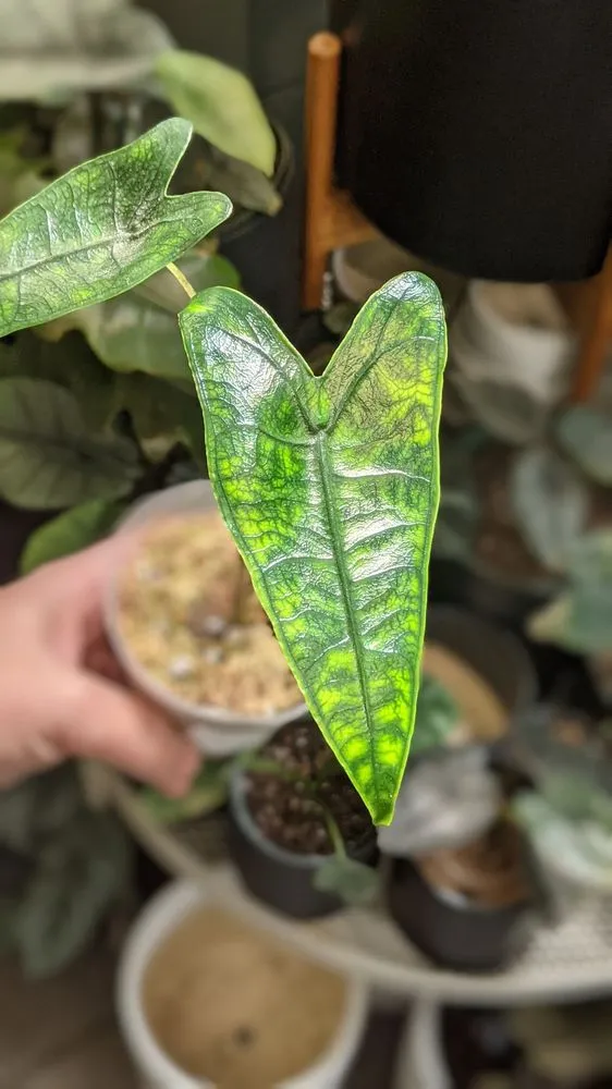 Custom garden landscaping experts serving Lake Oswego, OR - Dennis' 7 Dees Garden Center