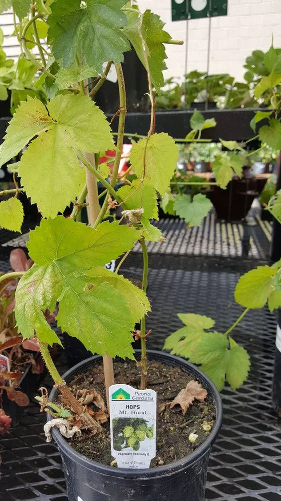 Local landscape design in Lake Oswego, OR - Dennis' 7 Dees Garden Center