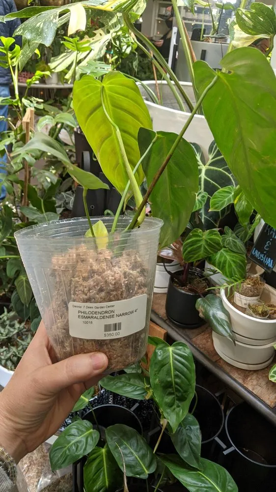 Affordable landscape design experts serving Lake Oswego, OR - Dennis' 7 Dees Garden Center