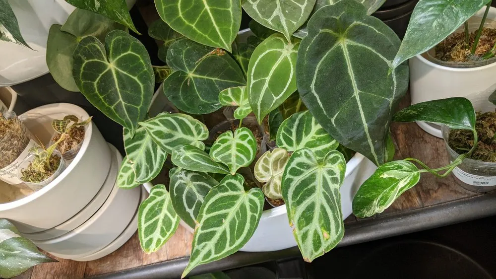 Reliable yard maintenance for residential properties in Lake Oswego, OR by Dennis' 7 Dees Garden Center