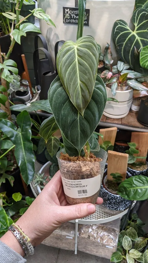 Affordable lawn mowing service with custom design across Lake Oswego, OR - Dennis' 7 Dees Garden Center