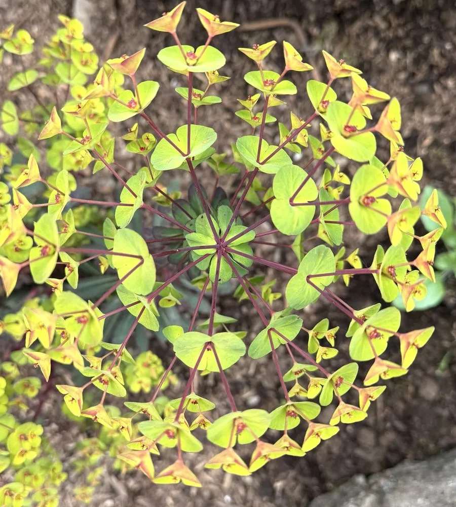 Local landscaping services in Lake Oswego, OR - Dennis' 7 Dees Garden Center