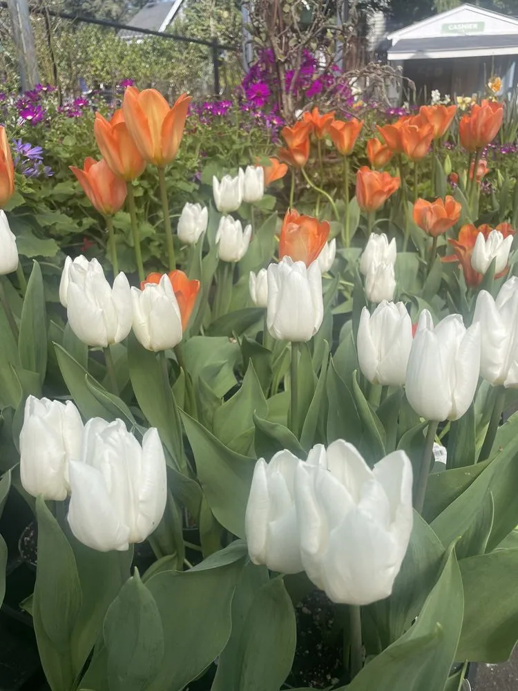 Local yard maintenance in Lake Oswego, OR - Dennis' 7 Dees Garden Center