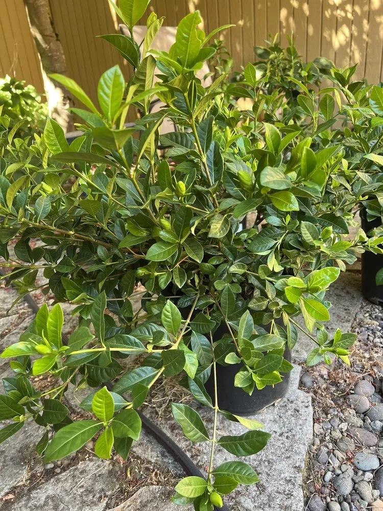 Trusted yard maintenance for outdoor upgrades in Portland, OR by Dennis' 7 Dees Garden Center