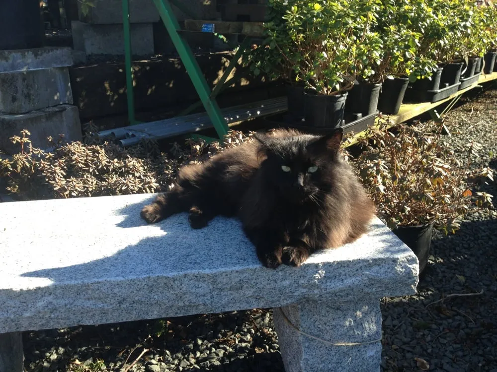 Top-rated landscape installation experts serving Seaside, OR - Dennis' 7 Dees Garden Center