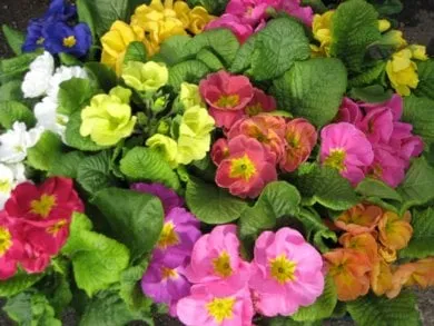 Local garden landscaping in Seaside, OR - Dennis' 7 Dees Garden Center