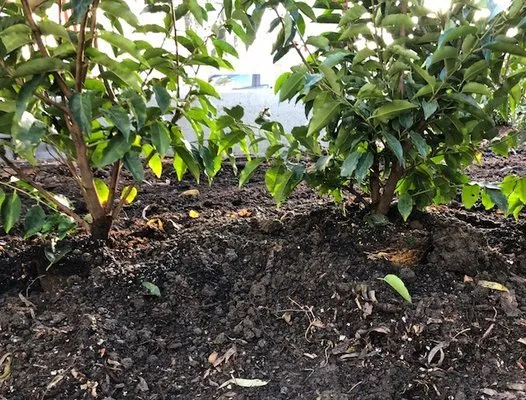 Local outdoor landscaping in Portland, OR - Dennis' 7 Dees Landscaping