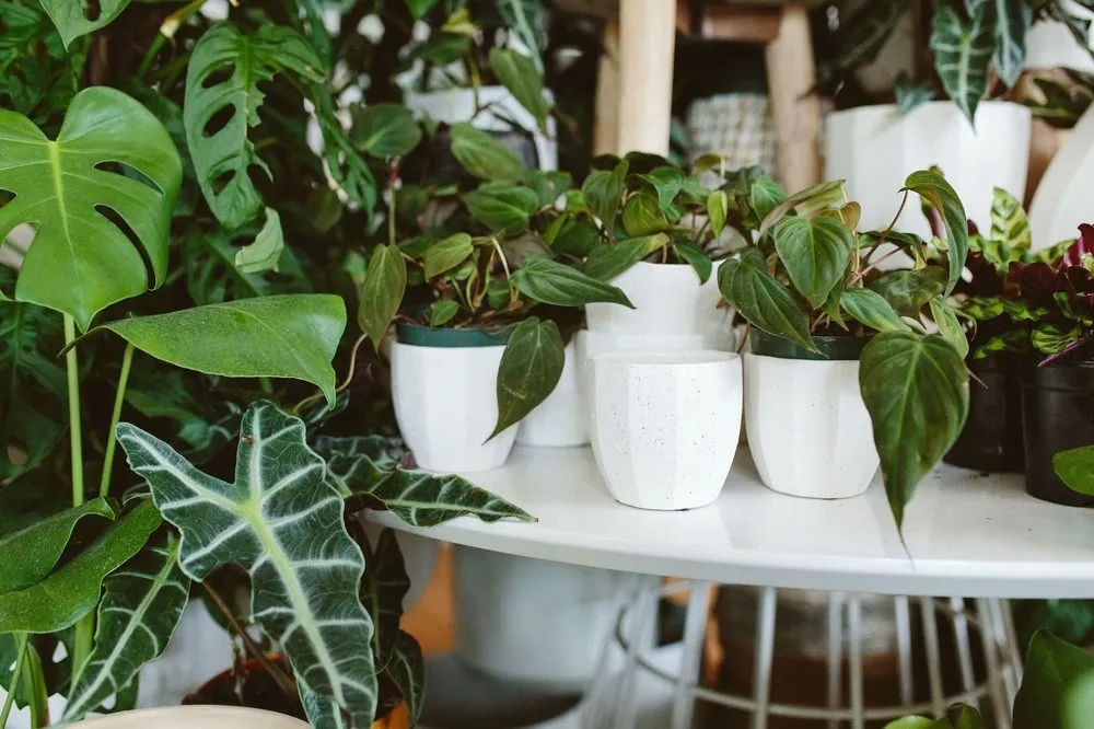 Top-rated garden landscaping in Tigard, OR - Dennis' 7 Dees Urban Plant Shop