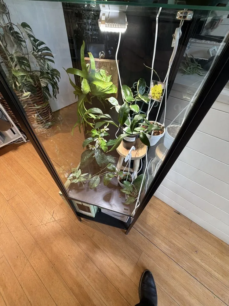 Expert lawn care service for beautiful yards across Tigard, OR - Dennis' 7 Dees Urban Plant Shop