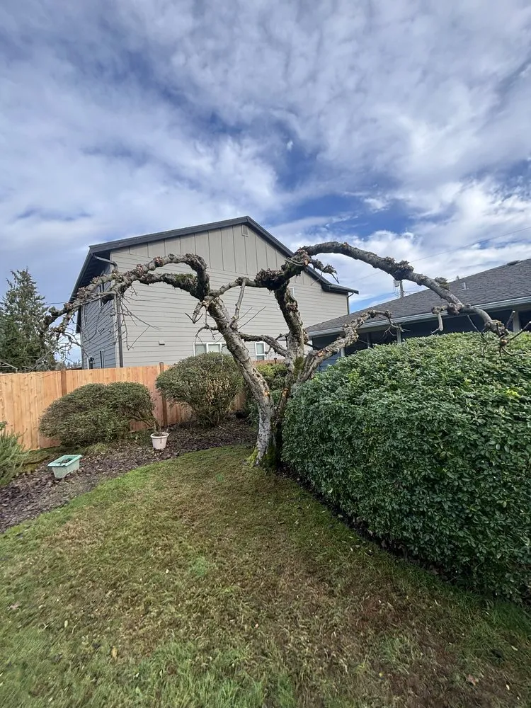 Local outdoor landscaping in Tacoma, WA - Dennis Dillon Pruning