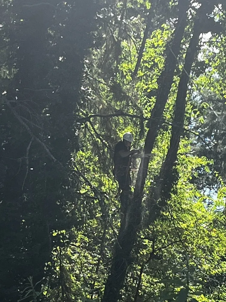 Top-rated landscape design for outdoor upgrades across Tacoma, WA - Dennis Dillon Pruning