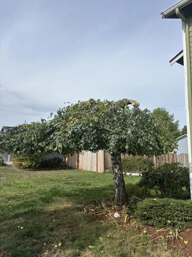 Affordable lawn care service near you in Tacoma, WA by Dennis Dillon Pruning