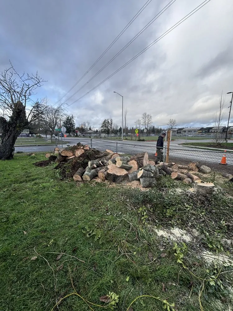 Reliable yard cleanup service in Tacoma, WA - Dennis Dillon Pruning