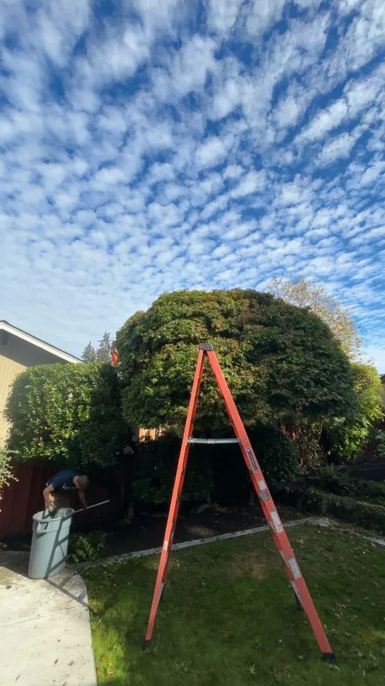 Affordable landscape design in Tacoma, WA by Dennis Dillon Pruning