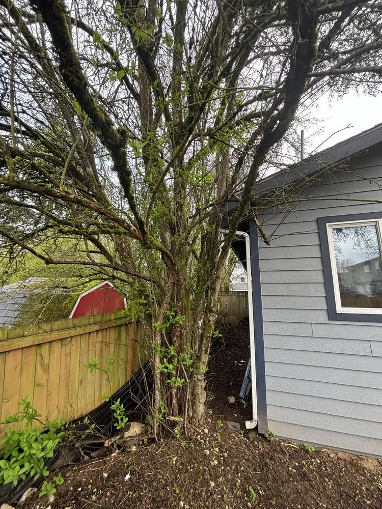 Affordable landscape design experts serving Tacoma, WA - Dennis Dillon Pruning